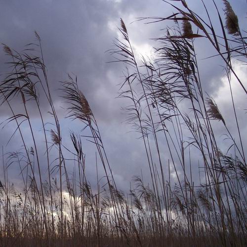 Albufera_(0).jpg